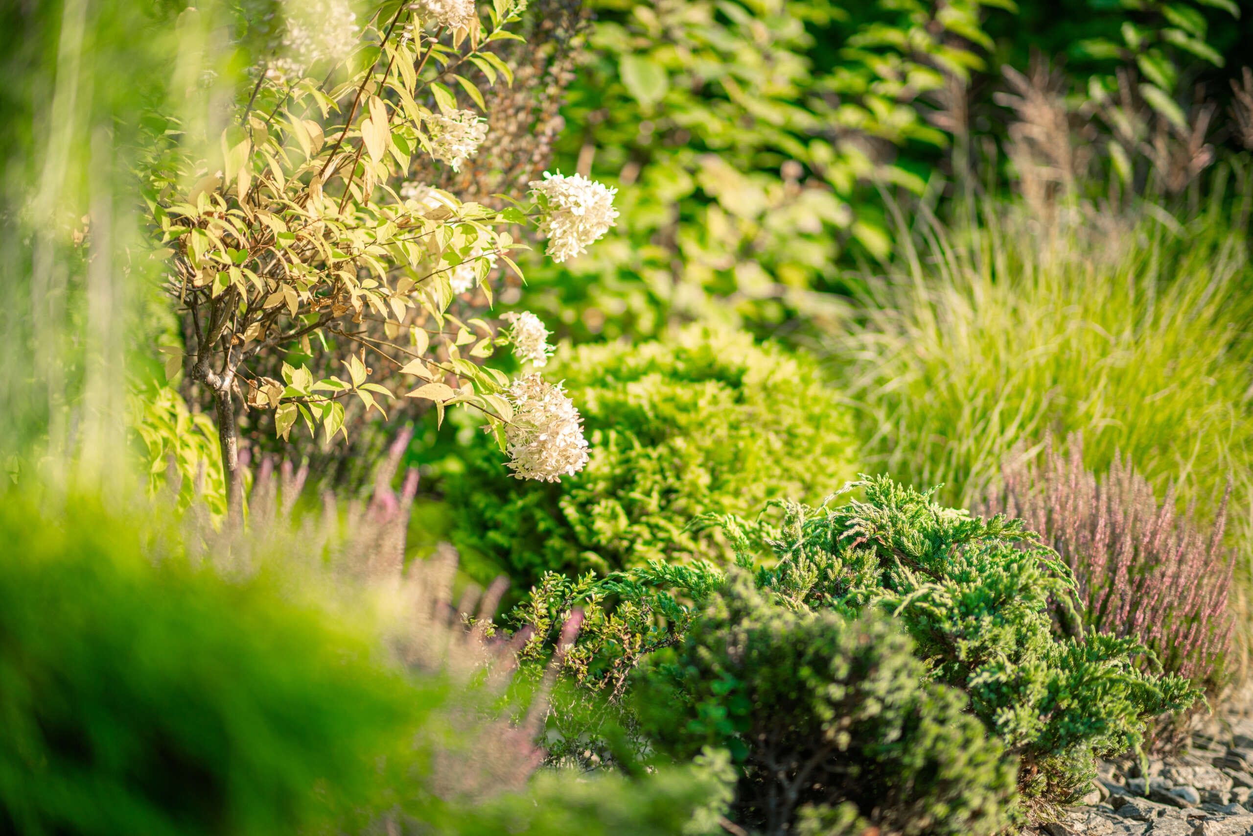 Layered planting in a sunlit garden